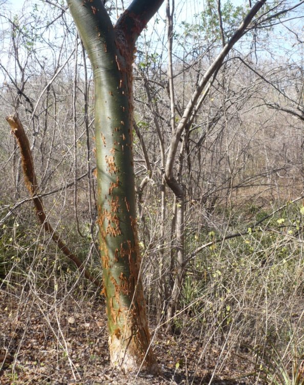 La Exfoliación