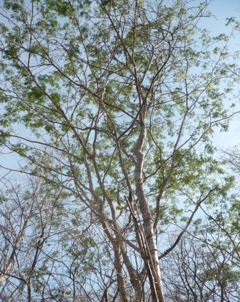El Hogar del Jabirú