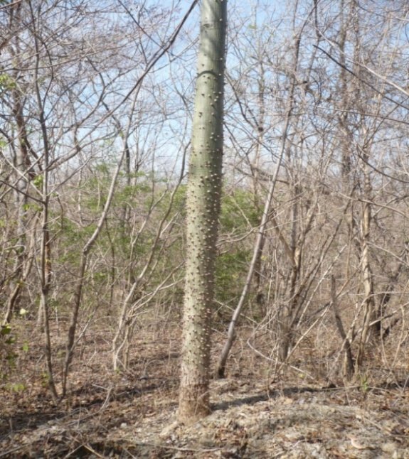 El Místico Ceiba
